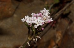 Valeriana italica
