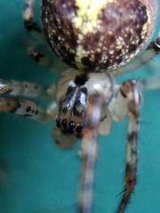 Metellina merianae