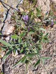 Bituminaria bituminosa