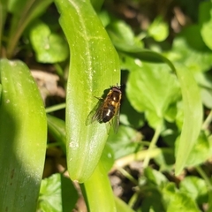 Epistrophe eligans