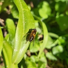 Epistrophe eligans