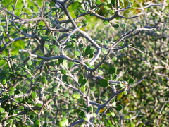 Corokia