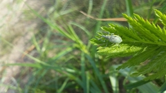 Chlorophanus viridis