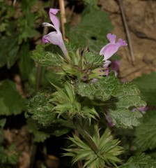 Lamium garganicum striatum