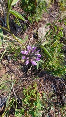 Bituminaria bituminosa