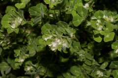 Trifolium pilulare