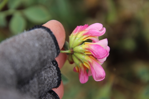 Image of Acmispon grandiflorus by (c) Millie Basden, some rights reserved (CC BY)