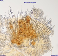 Lasiobolus intermedius