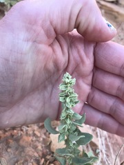 Atriplex garrettii