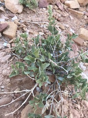 Atriplex garrettii