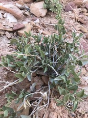 Atriplex garrettii