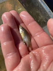 Fundulus xenicus