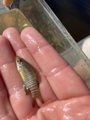 Fundulus xenicus