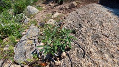 Bituminaria bituminosa