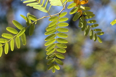 Tipuana tipu