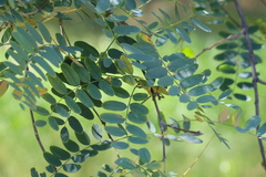 Tipuana tipu