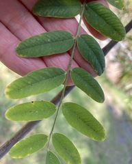 Tipuana tipu
