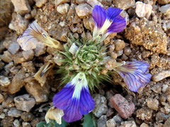 Acanthopsis disperma