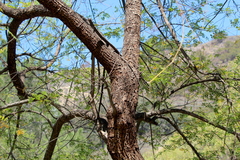 Tipuana tipu
