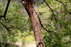 Tipuana tipu