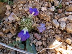 Acanthopsis disperma