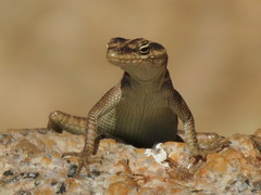Platysaurus attenboroughi