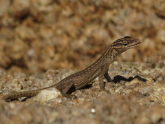 Platysaurus attenboroughi