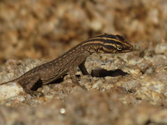 Platysaurus attenboroughi