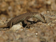 Platysaurus attenboroughi
