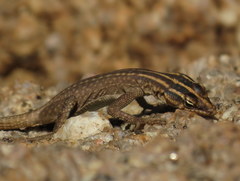 Platysaurus attenboroughi