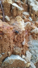 Sibynophis subpunctatus