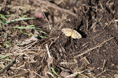 Epirrhoe plebeculata