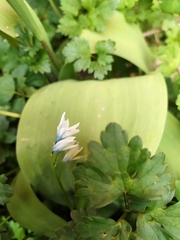 Puschkinia scilloides