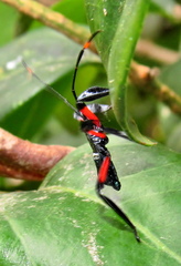 Phyllogonia limosa