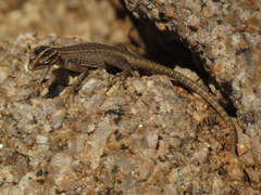 Platysaurus attenboroughi