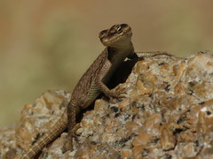 Platysaurus attenboroughi