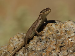 Platysaurus attenboroughi