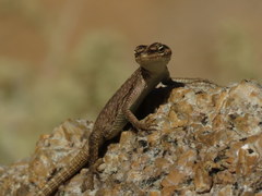 Platysaurus attenboroughi