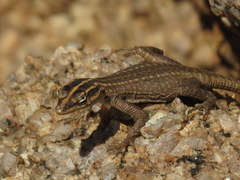 Platysaurus attenboroughi