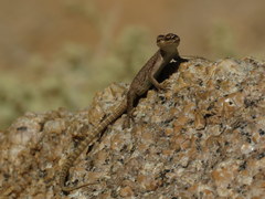 Platysaurus attenboroughi