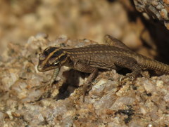 Platysaurus attenboroughi