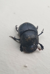 Catharsius renaudpauliani