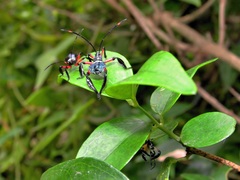 Phyllogonia limosa