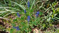 Lupinus micranthus