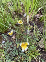 Layia chrysanthemoides