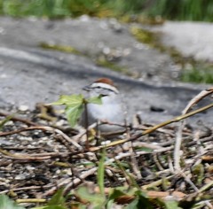 Spizella passerina passerina