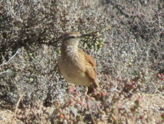 Certhilauda subcoronata bradshawi