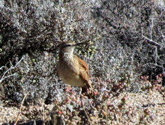 Certhilauda subcoronata bradshawi