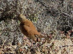 Certhilauda subcoronata bradshawi