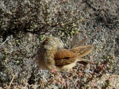 Certhilauda subcoronata bradshawi